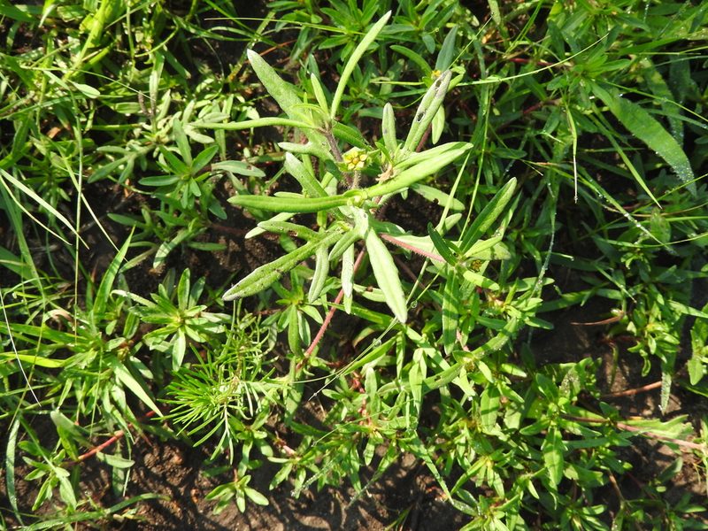 Melampodium sericeum, photographed by Oscar Alejandro Morales Juárez