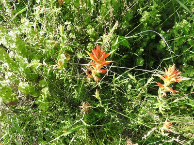 Castilleja tenuiflora, photographed by Oscar Alejandro Morales Juárez