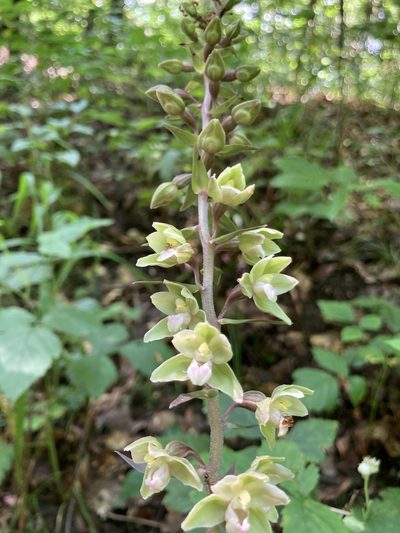 Epipactis purpurata, photographed by Lukas Schärer