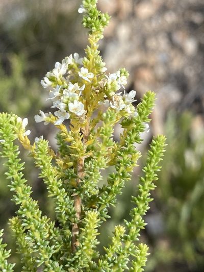 Selago myriophylla, photographed by Dave U