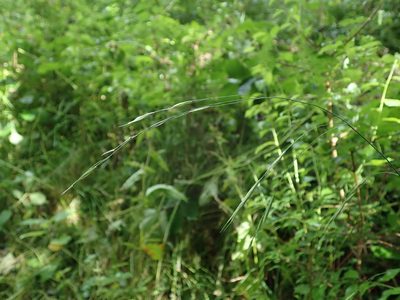 Bromus ramosus, photographed by Daniel Cahen