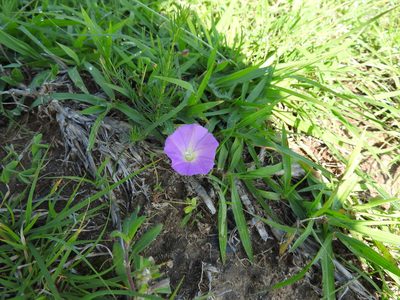 Ipomoea capillacea, photographed by Oscar Alejandro Morales Juárez