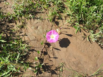 Ipomoea hartwegii, photographed by Oscar Alejandro Morales Juárez