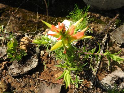 Castilleja tenuiflora, photographed by Oscar Alejandro Morales Juárez
