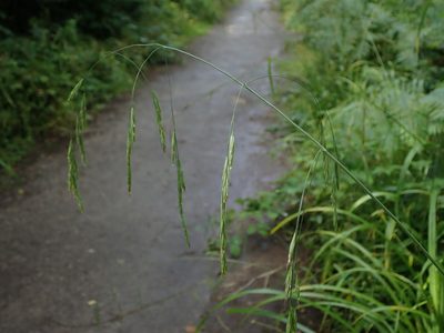 Bromus ramosus, photographed by Daniel Cahen