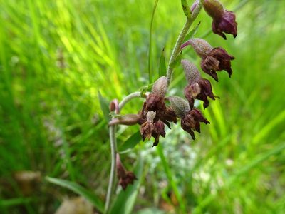 Epipactis atrorubens, photographed by Thomas Koffel