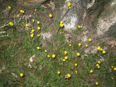 Ranunculus nigrescens, photographed by José Luis Camaño