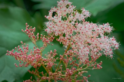 Filipendula rubra, photographed by M. Squire