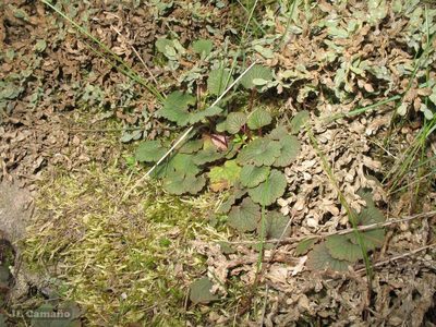 Ranunculus nigrescens, photographed by José Luis Camaño