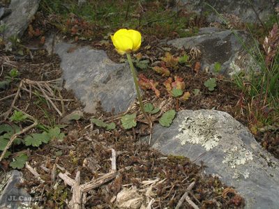 Ranunculus nigrescens, photographed by José Luis Camaño