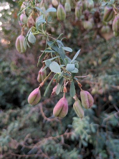 Caragana halodendron, photographed by Troy McConaghy
