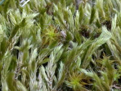 Homalothecium lutescens, photographed by Michel Langeveld