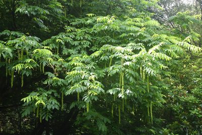Pterocarya fraxinifolia, photographed by Frank Sengpiel