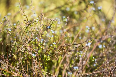 Myosotis laxa, photographed by Melissa McMasters
