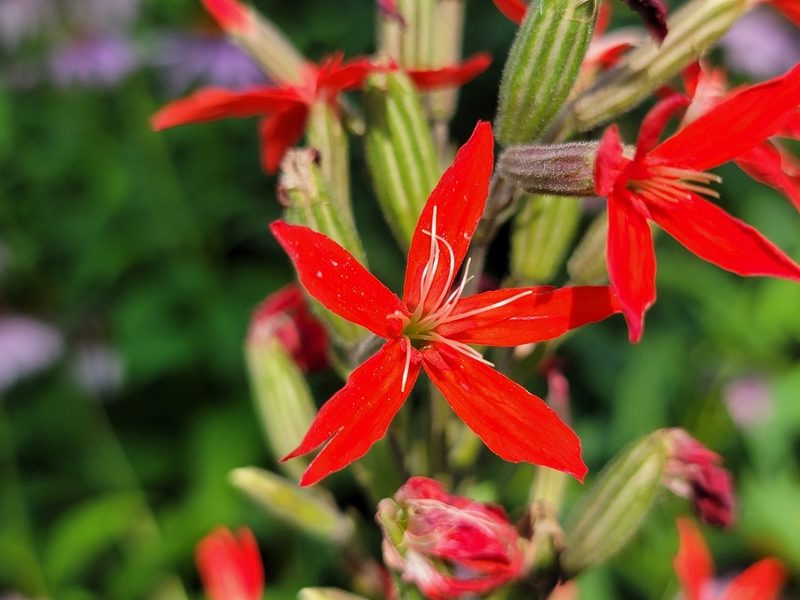 Silene regia, photographed by Elias