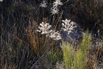 Dilatris ixioides, photographed by Tony Rebelo