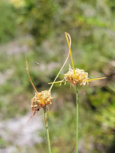 Bulbostylis warei, photographed by Jay Horn