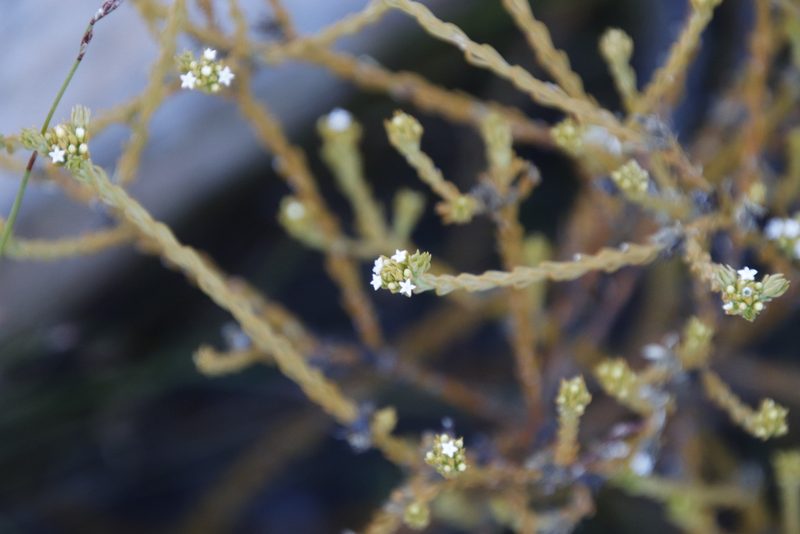 Thesium carinatum, photographed by Tony Rebelo