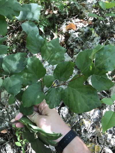Styrax platanifolius, photographed by Cody Stricker