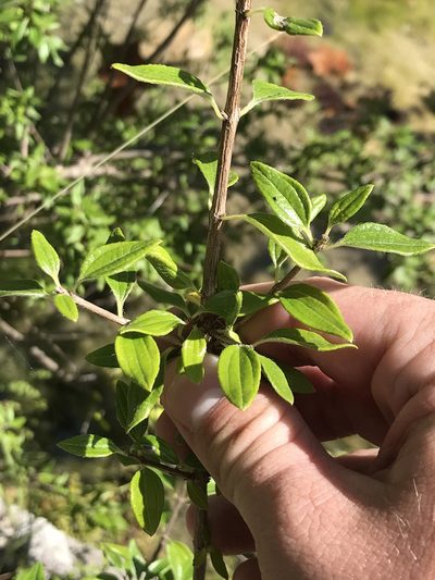 Philadelphus texensis, photographed by Cody Stricker