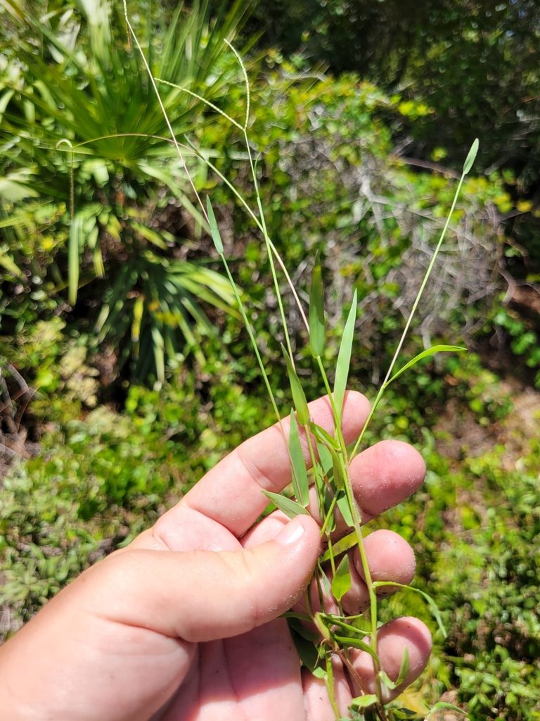 Digitaria longiflora, photographed by Jay Horn