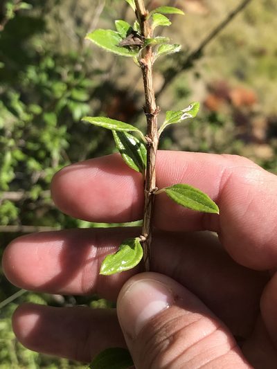 Philadelphus texensis, photographed by Cody Stricker