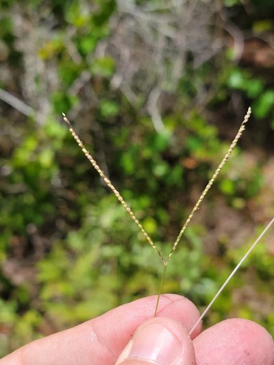 Digitaria longiflora, photographed by Jay Horn