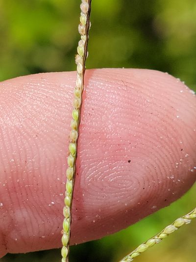Digitaria longiflora, photographed by Jay Horn