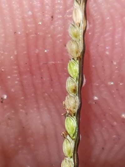 Digitaria longiflora, photographed by Jay Horn