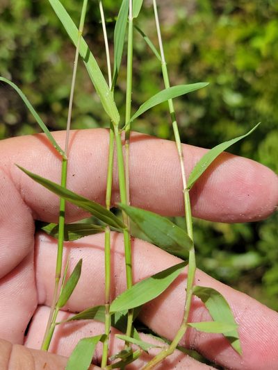 Digitaria longiflora, photographed by Jay Horn