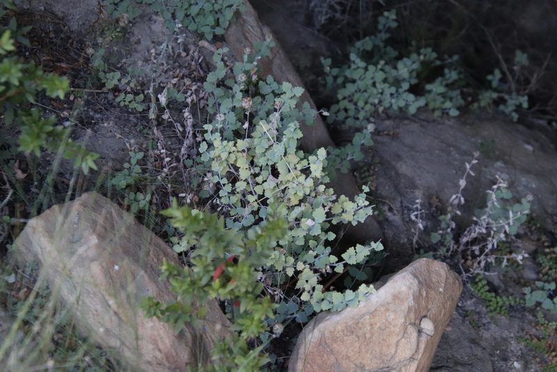 Lidbeckia quinqueloba, photographed by Tony Rebelo