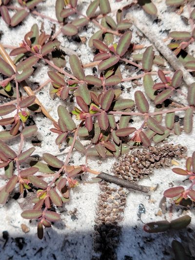 Euphorbia cumulicola, photographed by Jay Horn