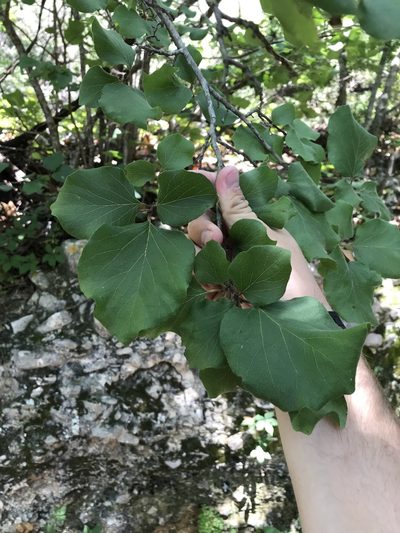 Styrax platanifolius, photographed by Cody Stricker