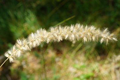 Melica ciliata, photographed by Patrick Hacker