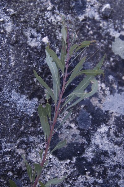 Myrica integra, photographed by Tony Rebelo