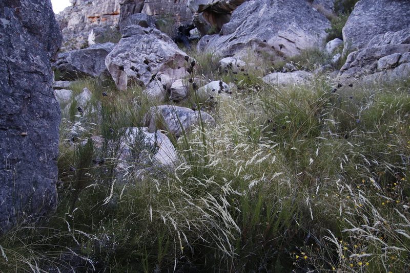 Bobartia rufa, photographed by Tony Rebelo