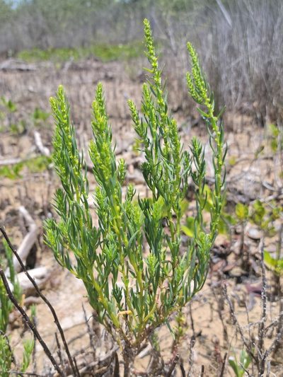 Suaeda linearis, photographed by Jay Horn