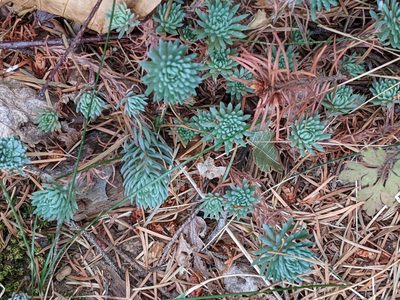 Petrosedum forsterianum, photographed by Bryn
