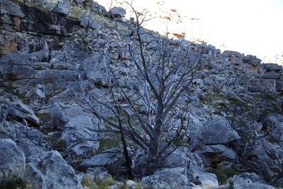 Widdringtonia cedarbergensis, photographed by Tony Rebelo