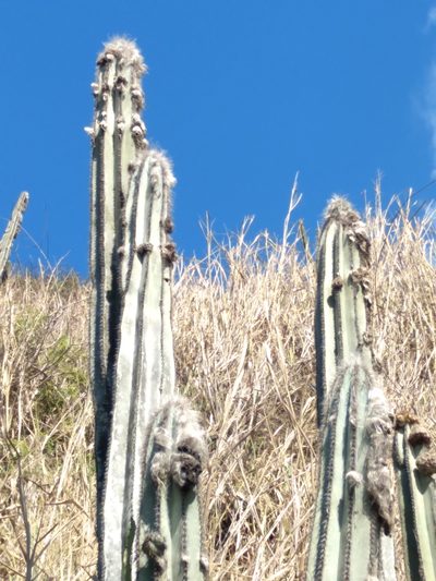 Pilosocereus ulei, photographed by Victor Farjalla Pontes