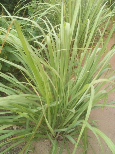 Cymbopogon citratus, photographed by Sunday Berlioz KAKPO