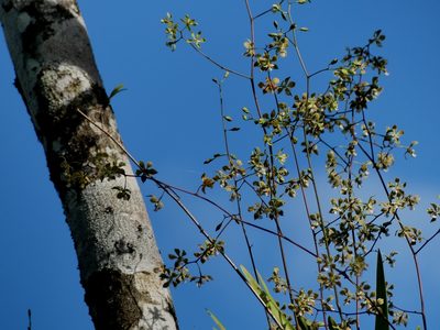 Encyclia granitica, photographed by Guillaume Delaitre
