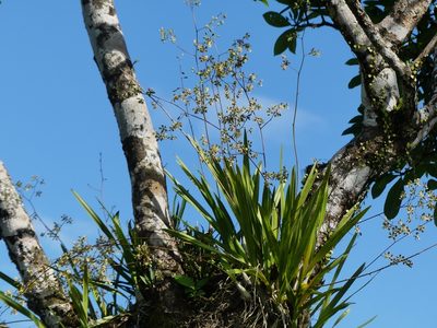 Encyclia granitica, photographed by Guillaume Delaitre