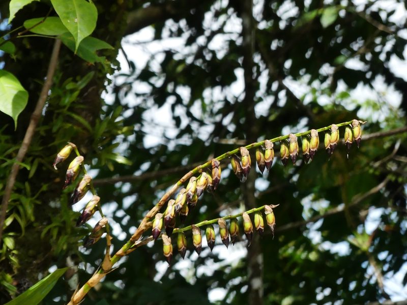 Werauhia gigantea, photographed by Guillaume Delaitre