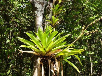 Werauhia gigantea, photographed by Guillaume Delaitre