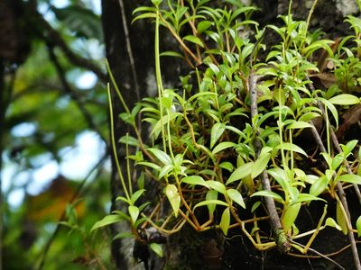 Peperomia glabella, photographed by Guillaume Delaitre