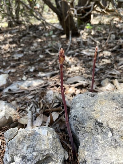 Bletia nitida, photographed by Reid Hardin