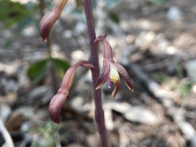 Bletia nitida, photographed by Reid Hardin