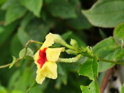 Mandevilla hirsuta, photographed by Guillaume Delaitre