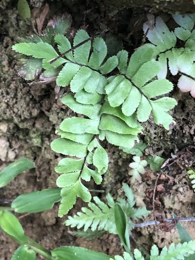 Adiantum tomentosum, photographed by Jared Shorma